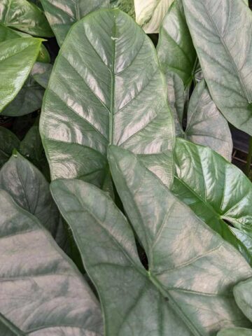 Lg. Silvery Corazon Elephant Ear (alocasia heterophylla)