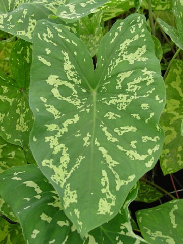 Alternative view of Lg. Hilo Beauty Elephant Ear Plant (alocasia)