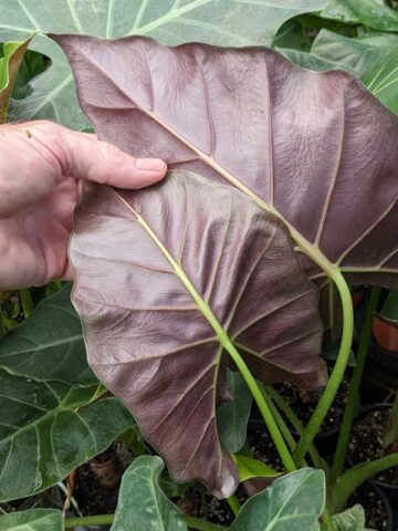 Lg. Mayan Mask Elephant Ear Plant (alocasia)