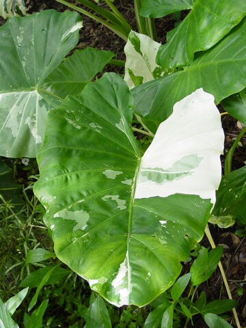 Lg. Macrorrhiza Variegata Elephant Ear Plant (alocasia) - Image 7