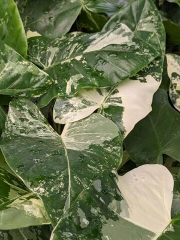 Lg. Macrorrhiza Variegata Elephant Ear Plant (alocasia) - Image 6