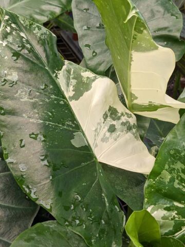 Lg. Macrorrhiza Variegata Elephant Ear Plant (alocasia) - Image 5