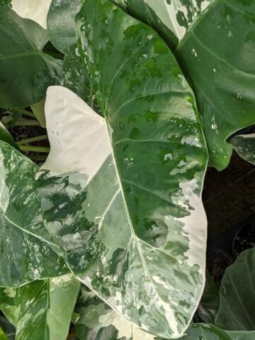 Lg. Macrorrhiza Variegata Elephant Ear Plant (alocasia) - Image 4