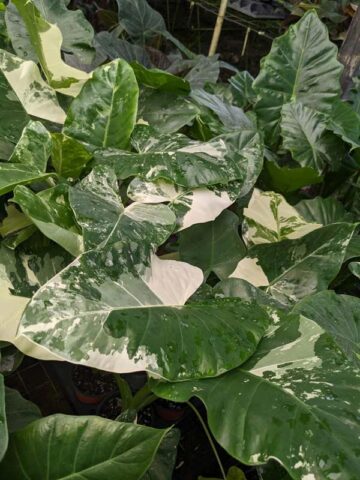 Lg. Macrorrhiza Variegata Elephant Ear Plant (alocasia) - Image 3