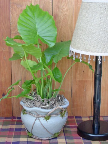 Alternative view of Lg. Odora Maui Wowie Elephant Ear Plant (alocasia)