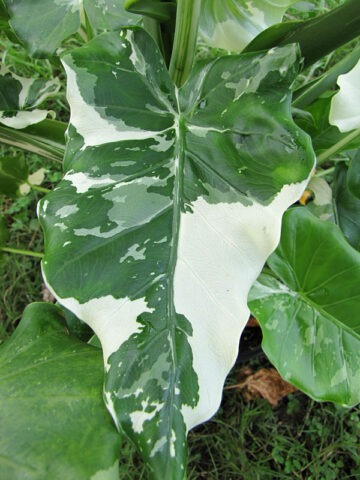 Lg. Odora Okinawa Silver Elephant Ear Plant (alocasia)