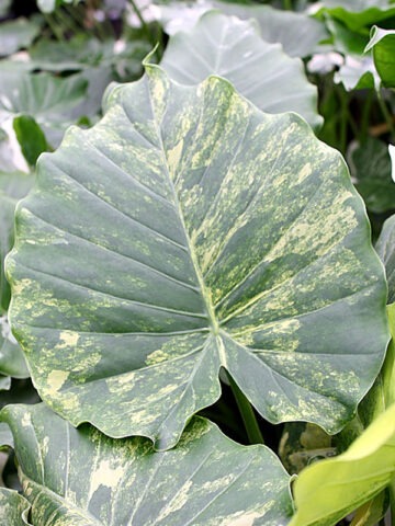 Alternative view of Lg. Odora Maui Splash Elephant Ear Plant (alocasia)