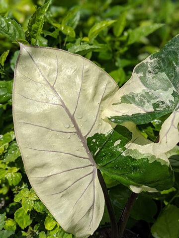 Lg. Plumbae Stained Glass Elephant Ear Plant (alocasia)