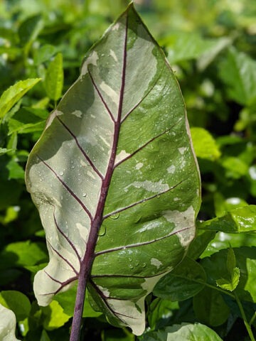 Alternative view of Lg. Plumbae Stained Glass Elephant Ear Plant (alocasia)