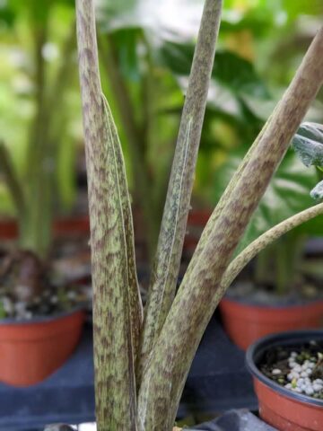Alternative view of Lg. ‘Malaysian Monster’ Alocasia Serrated Portei Elephant Ear Plant (alocasia)