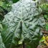 Lg. Wentii Purple Umbrella Elephant Ear Plant (alocasia)