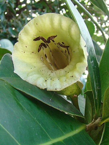 Alternative view of Lg. Black Calabash Tree (amphitecna latifolia)