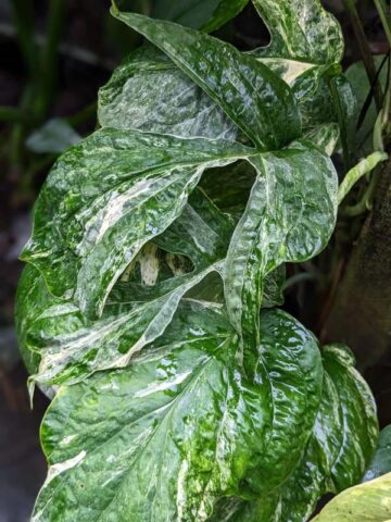 Alternative view of Amydrium Medium Albo Variegata Plant (aroid sp.)