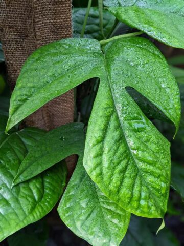 Alternative view of Amydrium Medium Jade Plant (aroid sp.)