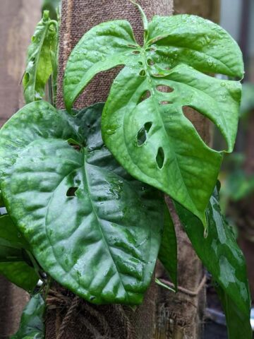 Alternative view of New Release! Amydrium Sumatra Plant (aroid sp.)