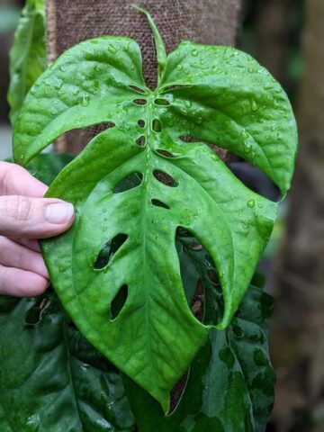 New Release! Amydrium Sumatra Plant (aroid sp.)