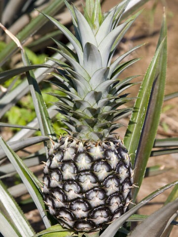 Lg. Elite Gold Pineapple Plant (ananas cosomus)