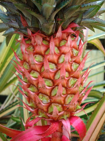 XL Variegata Royal Hawaiian Pineapple Plant (ananas cosomus)
