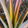 Lg. Brazilian Sunset Pineapple Plant (ananas lucidus)