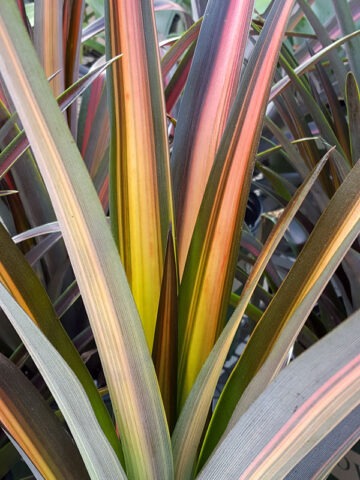 Lg. Brazilian Sunset Pineapple Plant (ananas lucidus)