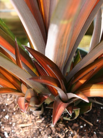 Alternative view of Lg. Brazilian Sunset Pineapple Plant (ananas lucidus)