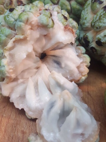 Alternative view of Lg. Sweetsop Sugarapple Tree (annona squamosa)