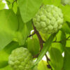 Lg. Sweetsop Sugarapple Tree (annona squamosa)