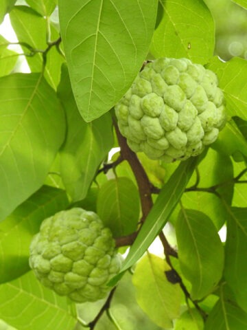 Lg. Sweetsop Sugarapple Tree (annona squamosa)
