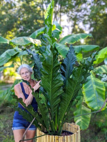 Lg. Anthurium Barklee Plant
