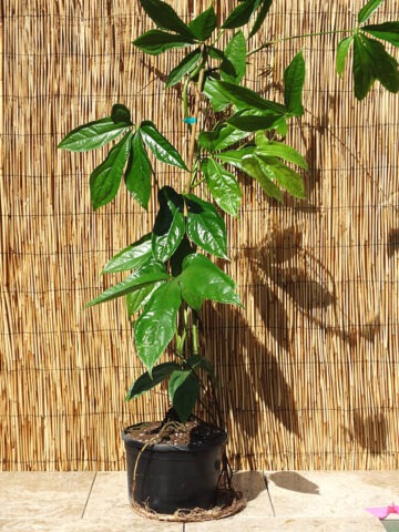 Lg. Anthurium Gladifolum Plant