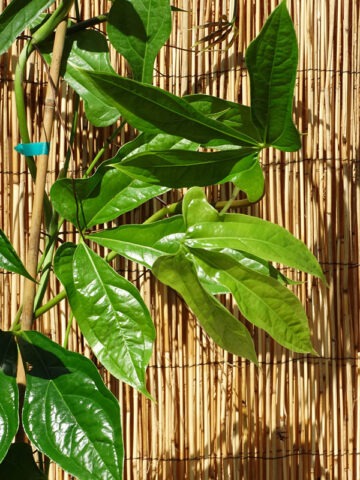 Alternative view of Lg. Anthurium Gladifolum Plant
