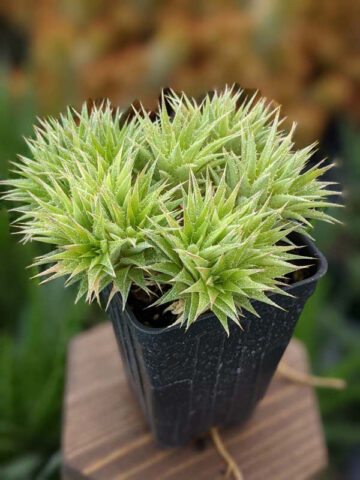 Alternative view of Little Desert Fairy Bush (abromeitiella brevifolia)
