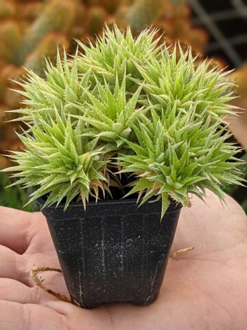 Little Desert Fairy Bush (abromeitiella brevifolia) - Image 3