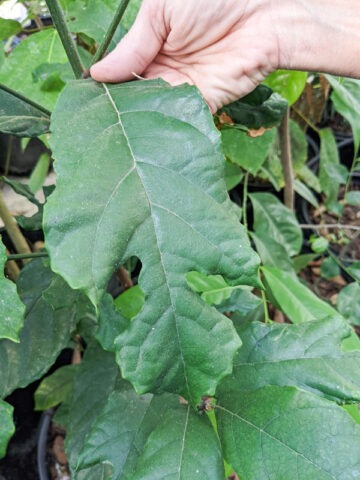 Alternative view of Lg. Kwai Muk Tree (artocarpus hypargyraeus)
