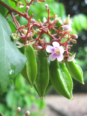 Alternative view of Lg. Sweet Star Fruit Tree (averrhoa carambola)
