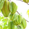 Lg. Sweet Star Fruit Tree (averrhoa carambola)
