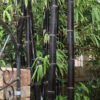 XL Tropical Black Bamboo (bambusa lako timor clumping)