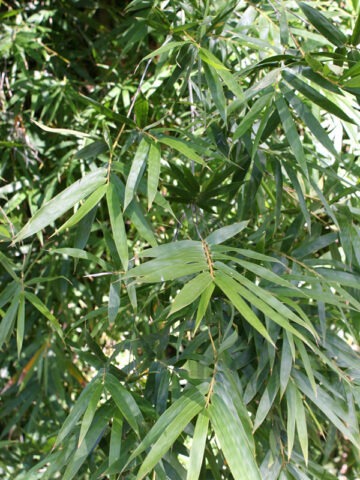 Alternative view of XL Alphonse Karr Bamboo (bambusa multiplex clumping)