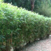 XL Hedge Bamboo (bambusa multiplex clumping)