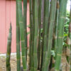 XL Giant Timber Bamboo (bambusa oldhamii clumping)