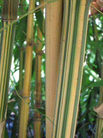 XL Sunburst Yellow Bamboo (bambusa pervariabilis viridistriata clumping) - Image 4