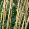 XL Sunburst Yellow Bamboo (bambusa pervariabilis viridistriata clumping)