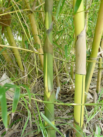 XL Sunburst Yellow Bamboo (bambusa pervariabilis viridistriata clumping) - Image 3