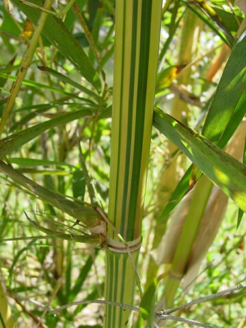 XL Sunburst Yellow Bamboo (bambusa pervariabilis viridistriata clumping) - Image 5