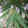 Lg. Variegated Jessy Bamboo (bambusa suberecta clumping)