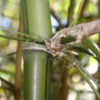 Lg. Variegated Buddha Belly Bamboo (bambusa t. ventricosa kimmei clumping)