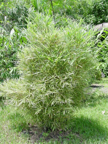 Alternative view of Lg. Malay Dwarf Variegated Bamboo (bambusa glaucophylla clumping)