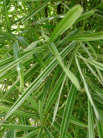 Lg. Malay Dwarf Variegated Bamboo (bambusa glaucophylla clumping)