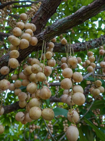 Lg. Rambai Fruit Tree (baccaurea motleyana)