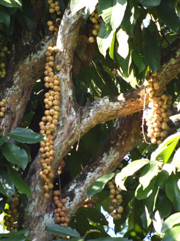 Alternative view of Lg. Rambai Fruit Tree (baccaurea motleyana)